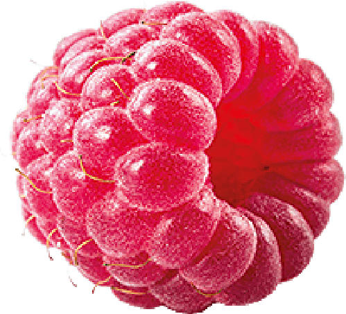 Frucht Himbeere
