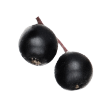 Frucht Holunder