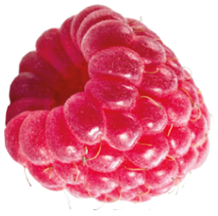 Frucht Himbeere
