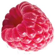Frucht Himbeere