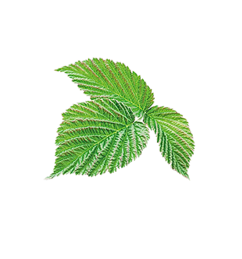 Fruit raspberry