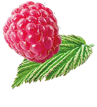 Fruit raspberry
