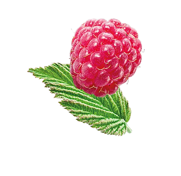 Fruit raspberry