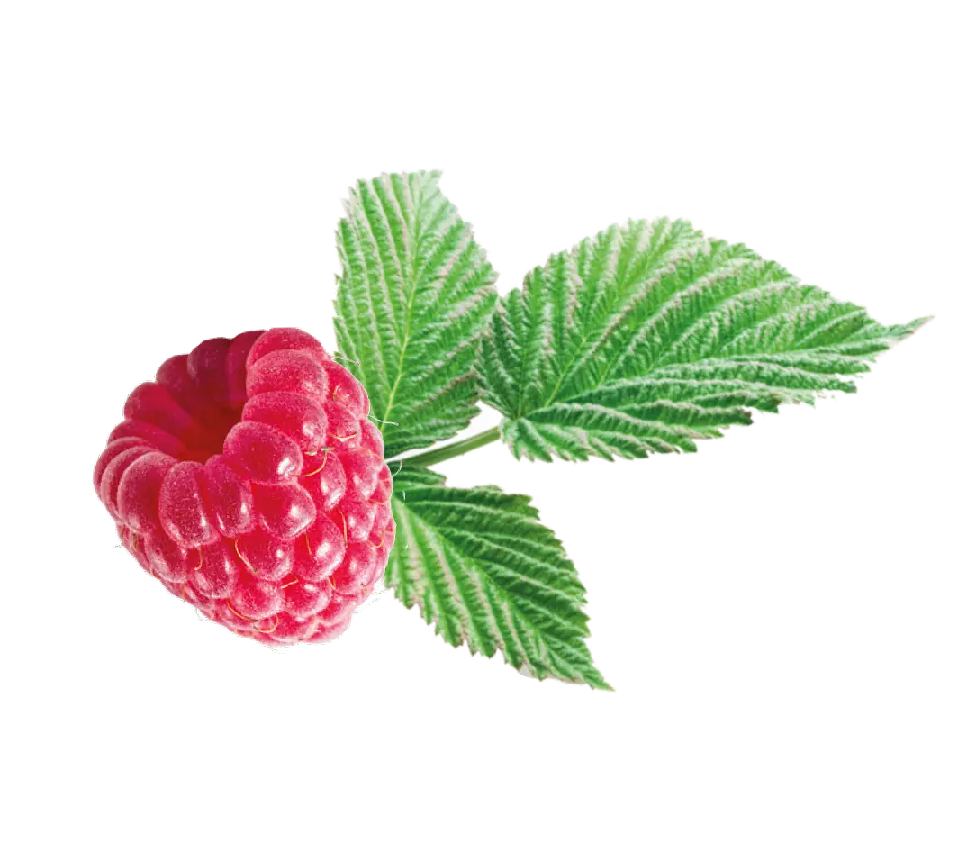 Fruit raspberry