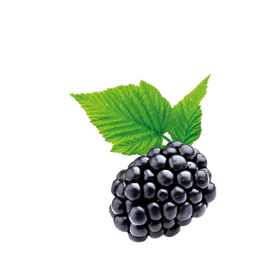 Frucht Waldbeere
