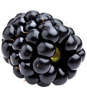 Frucht Waldbeere