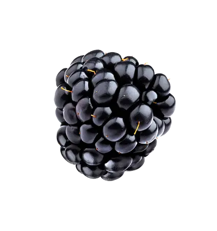 Frucht Waldbeere