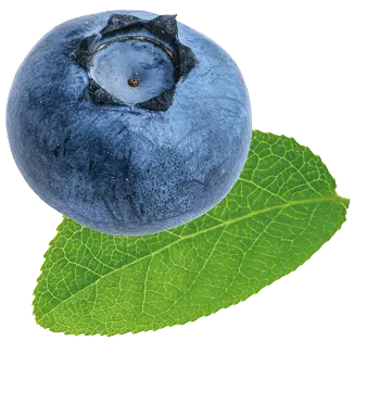 Frucht Waldbeere