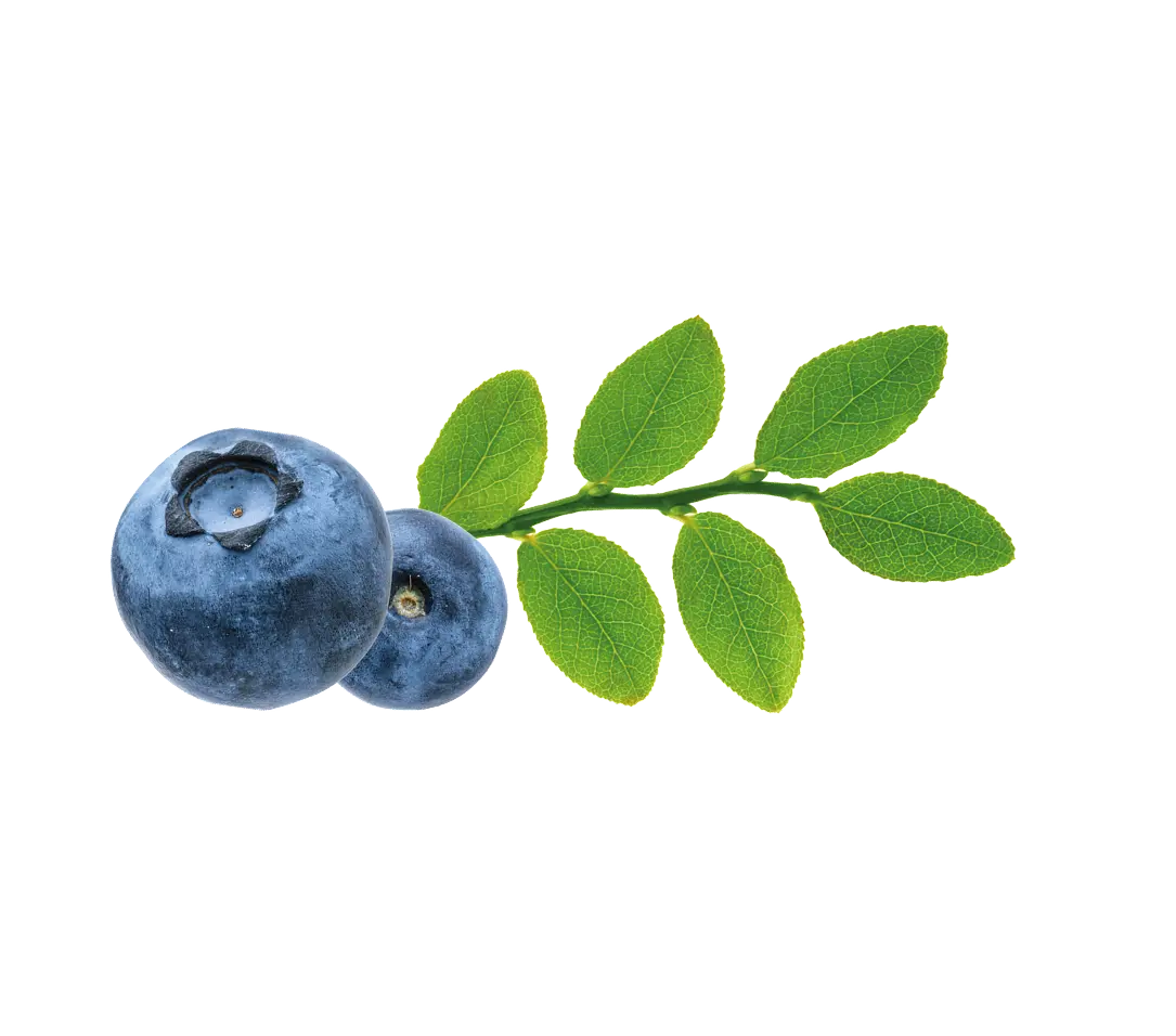 Frucht Waldbeere
